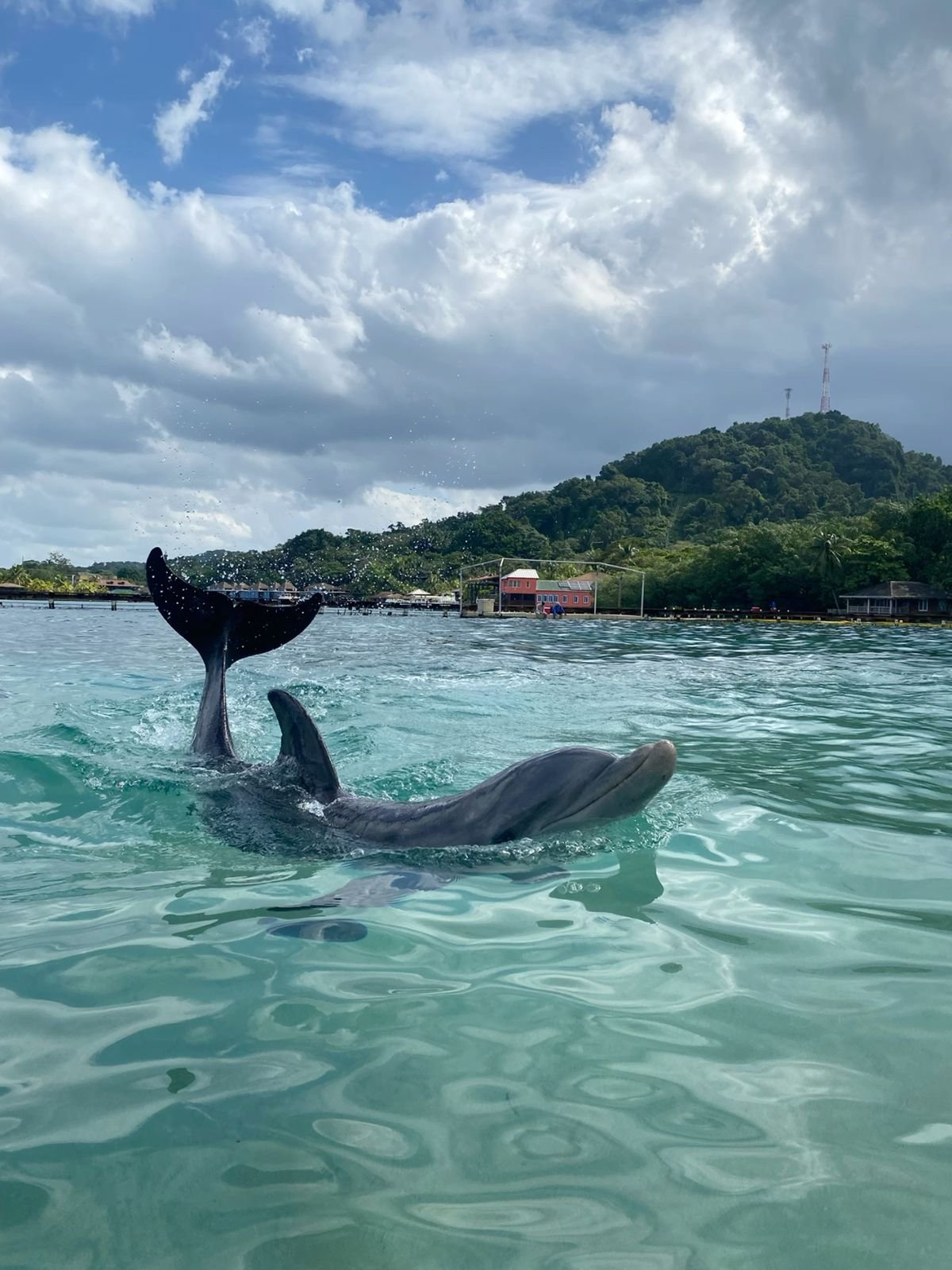 Ver Delfines